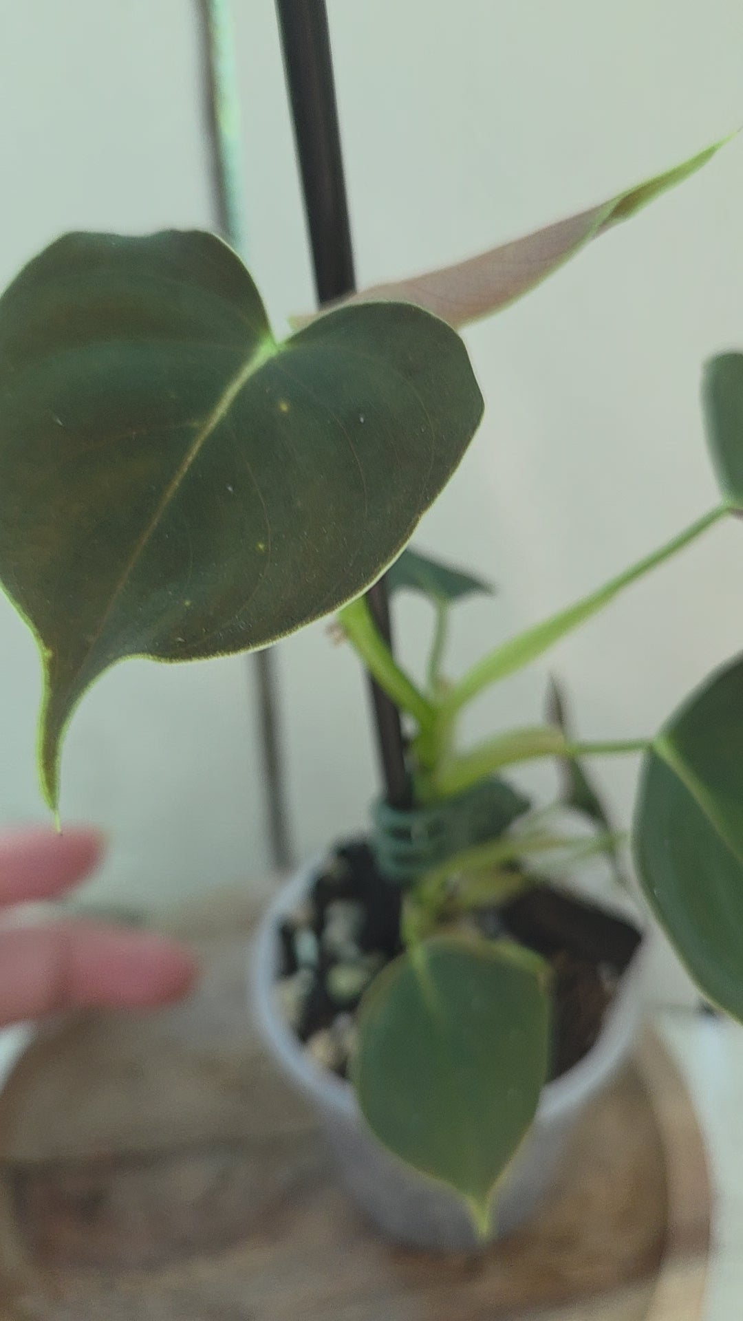 Philodendron Lupinum velvety heart shaped leaves