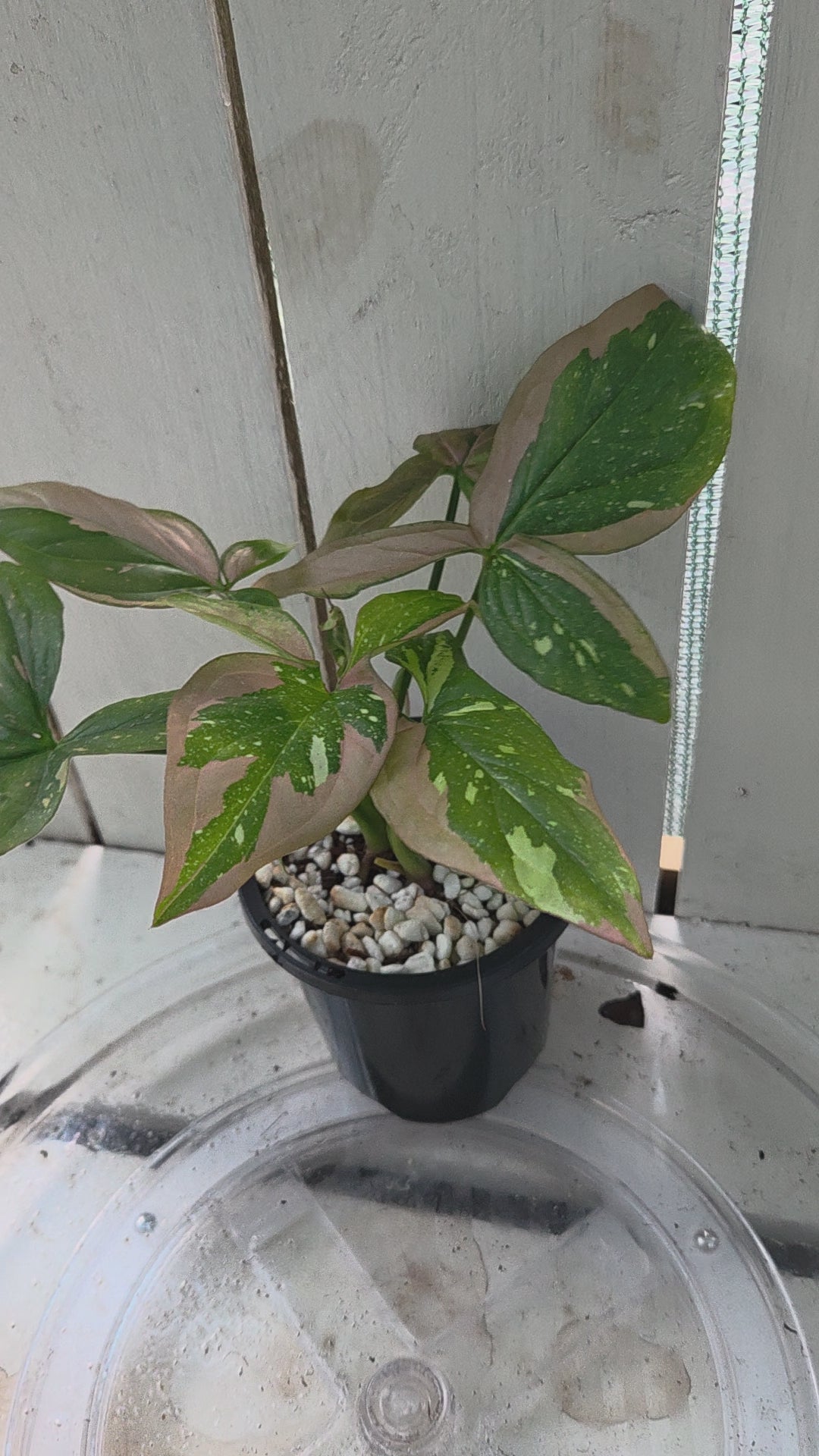 Syngonium Red Spot Tricolour 👌