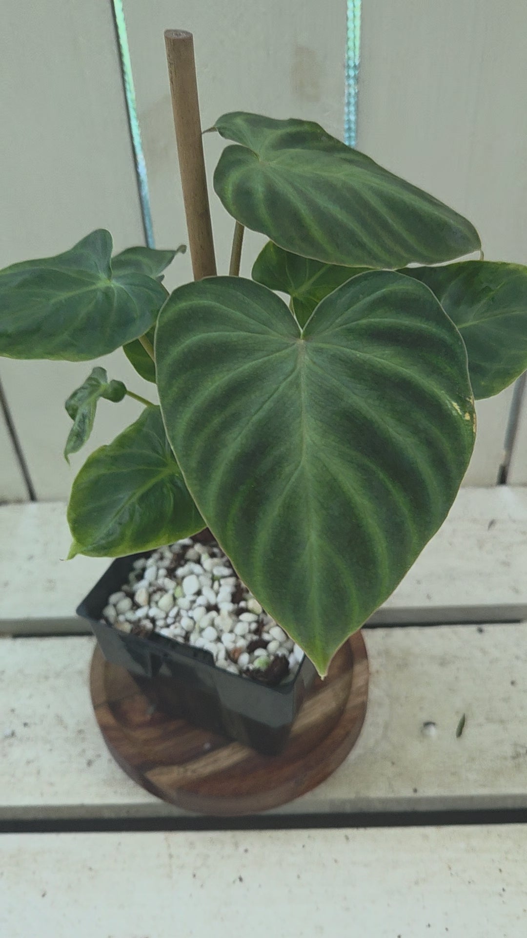 Philodendron Verracosum velvety leaf climbing aroid