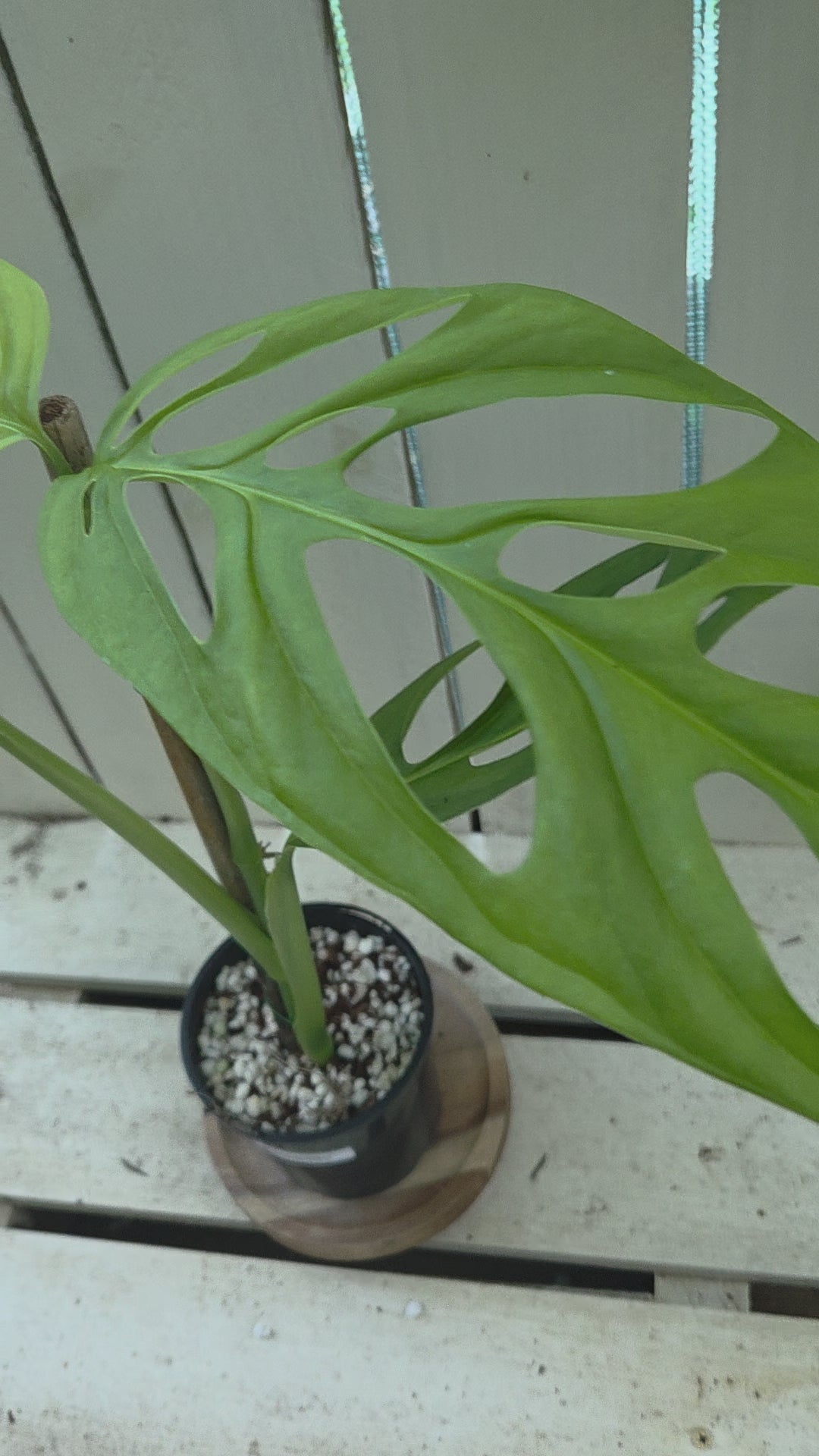 Monstera Esqueleto 90mm pot rare indoor plant - climbing aroid
