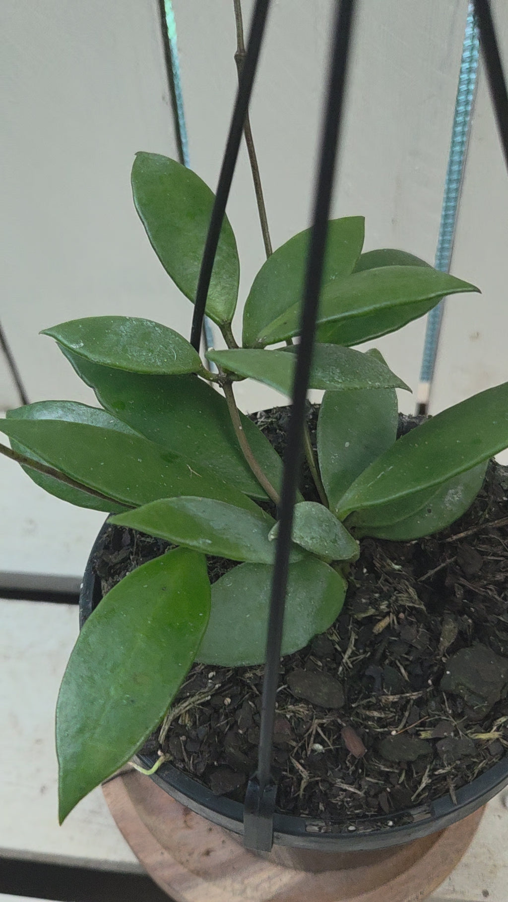 Hoya Micrantha beautiful indoor plant/vine