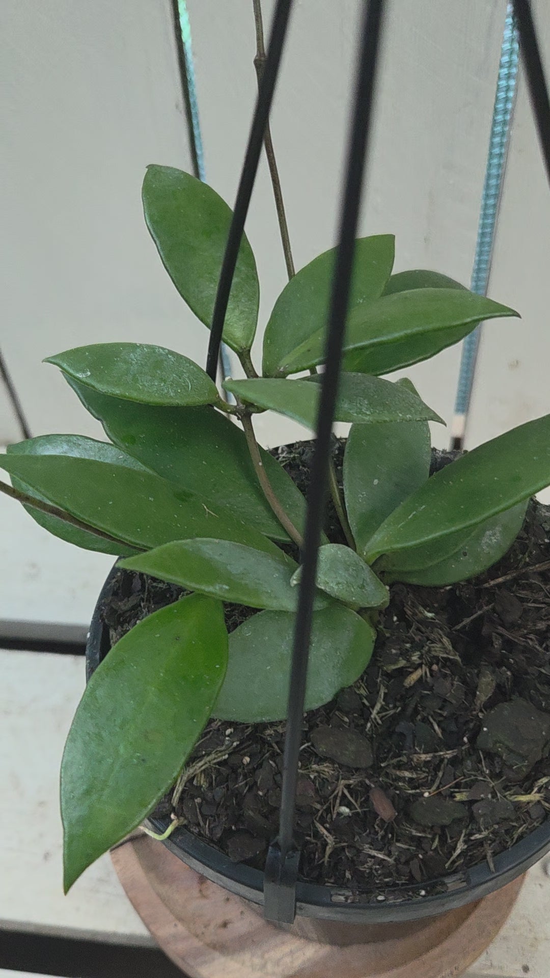 Hoya Micrantha beautiful indoor plant/vine
