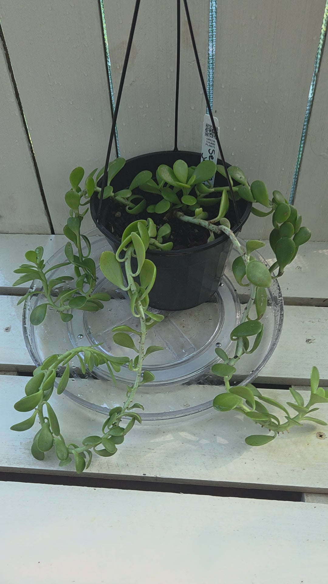 Seneco Jacobsenii aka trailing jade