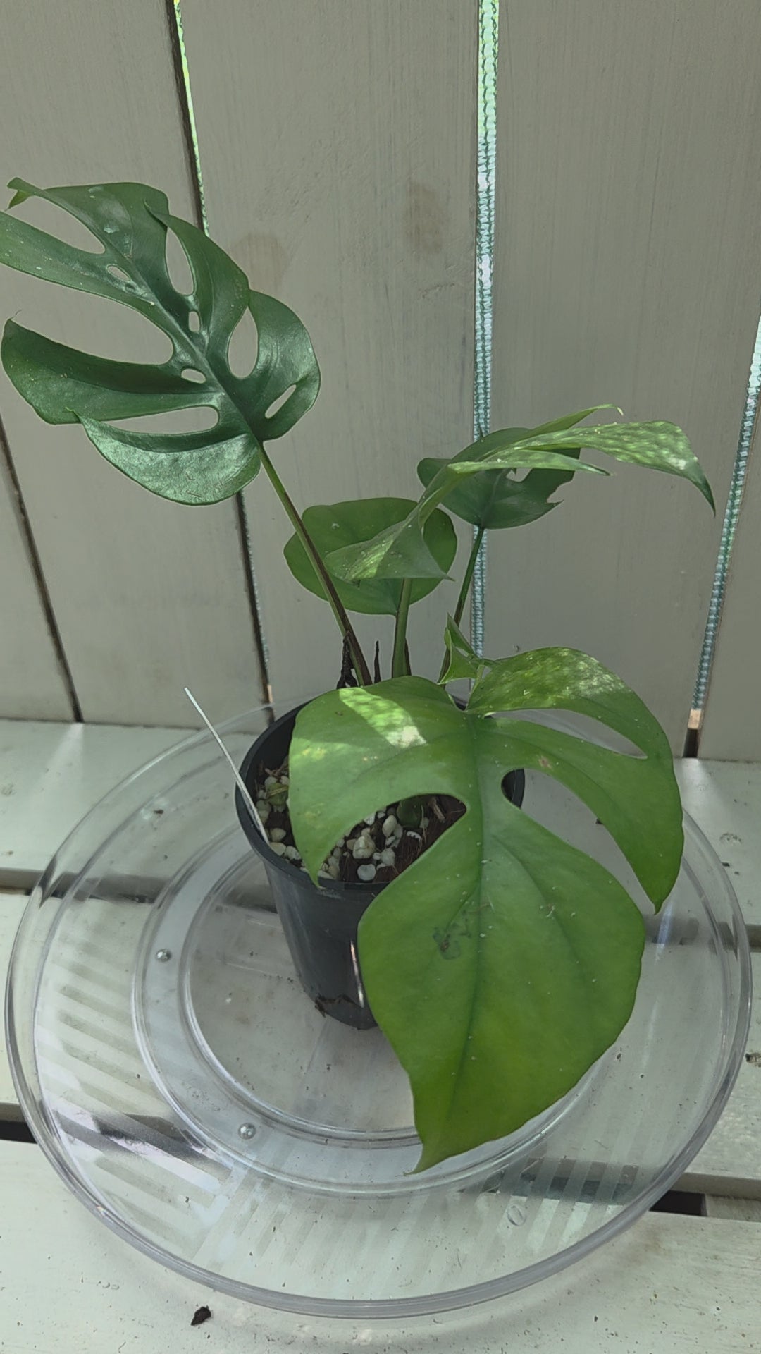 Rhaphidophora Tetrasperma small