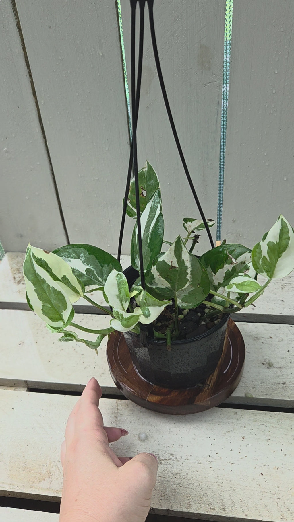 Epipremnum aureum 'Snow Queen'
