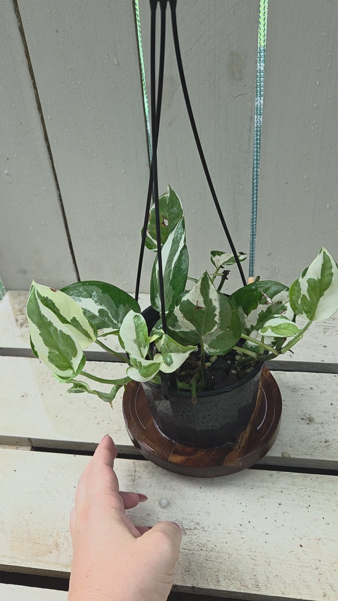 Epipremnum aureum 'Snow Queen'