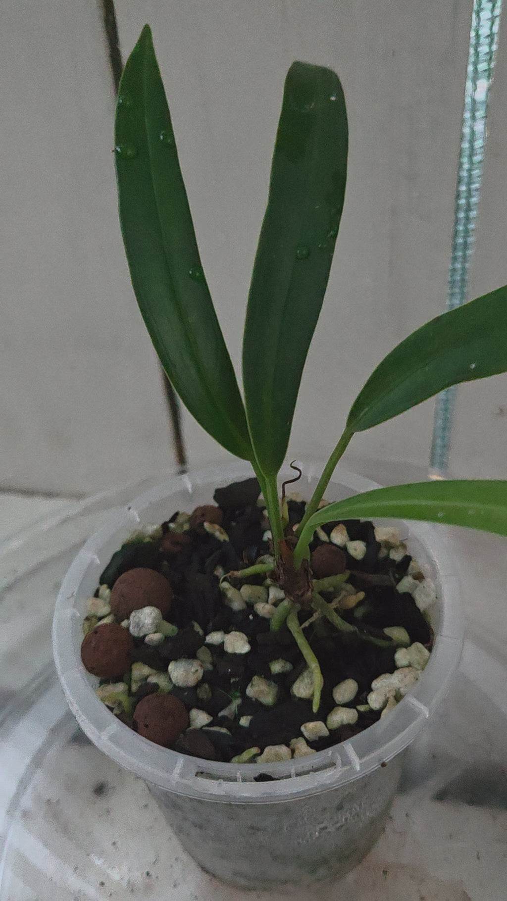 Anthurium Bakeri