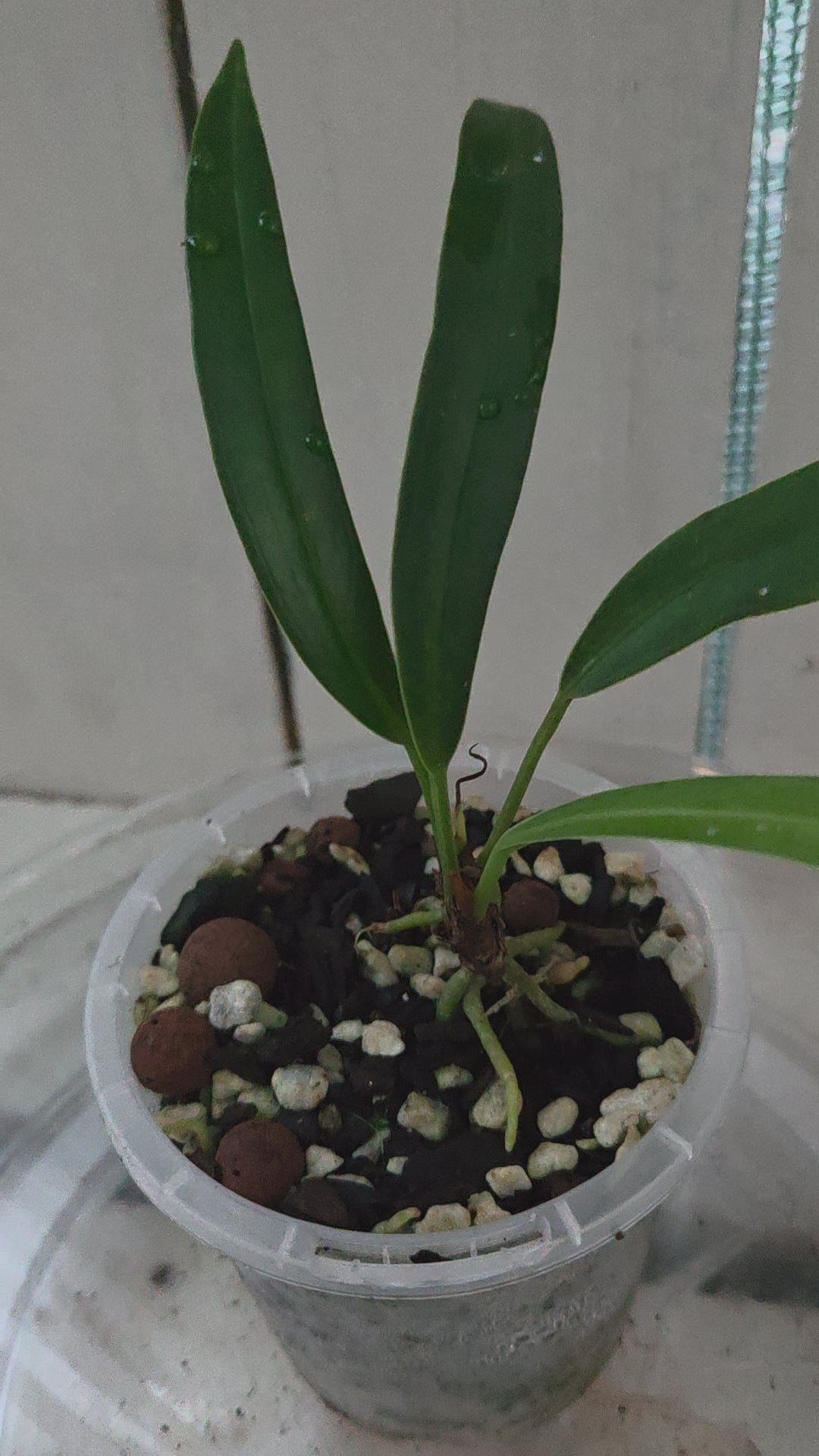 Anthurium Bakeri