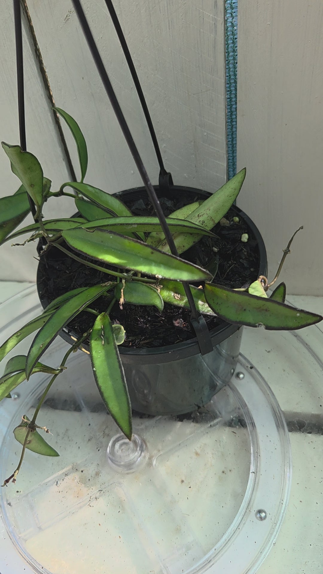 Hoya Wayettii Dark Edge