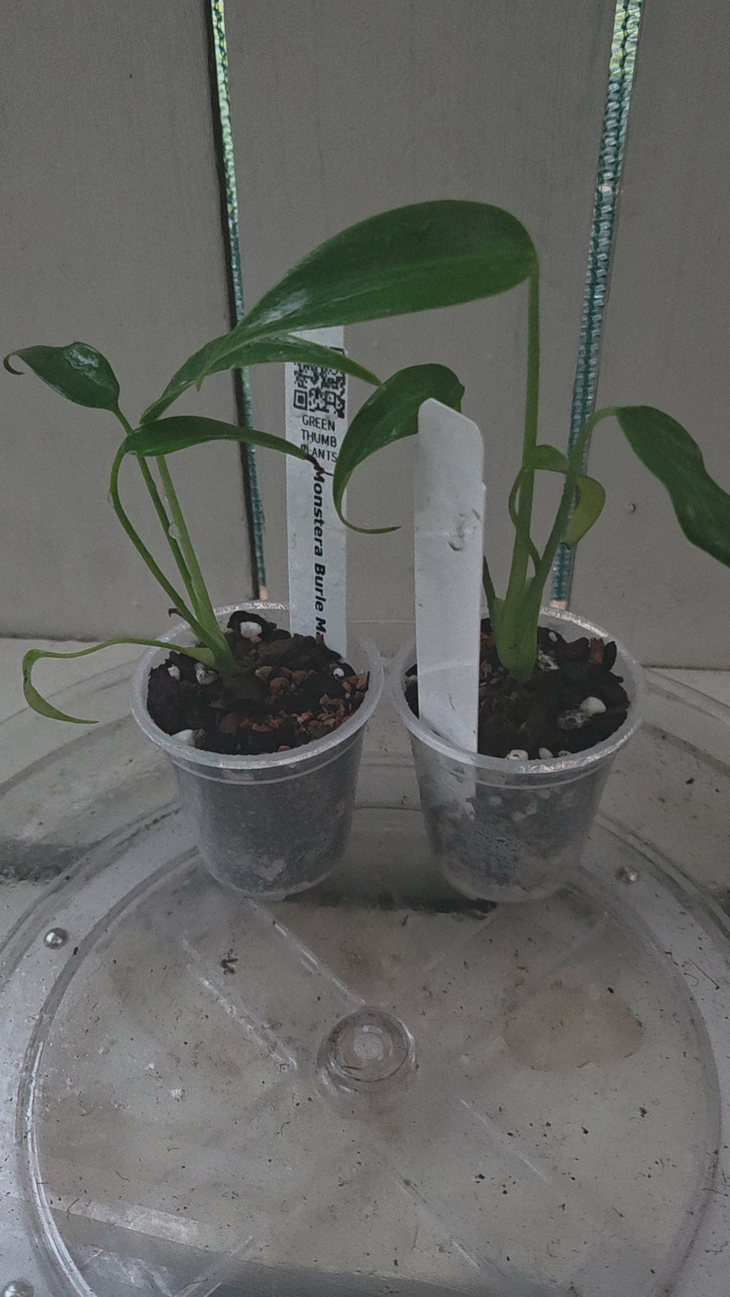 Monstera Burle Marx Flame RARE indoor plant! COLLECTORS ITEM winter hardened