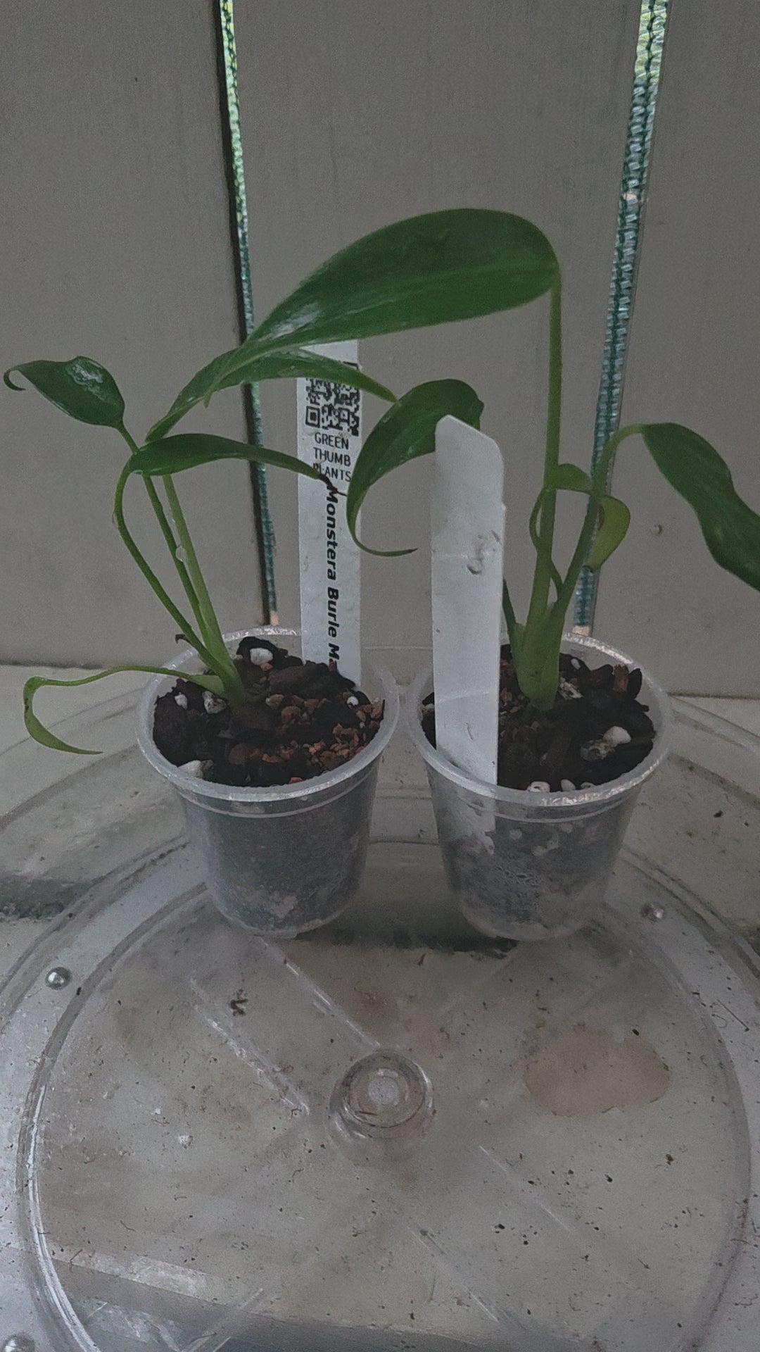 Monstera Burle Marx Flame RARE indoor plant! COLLECTORS ITEM winter hardened