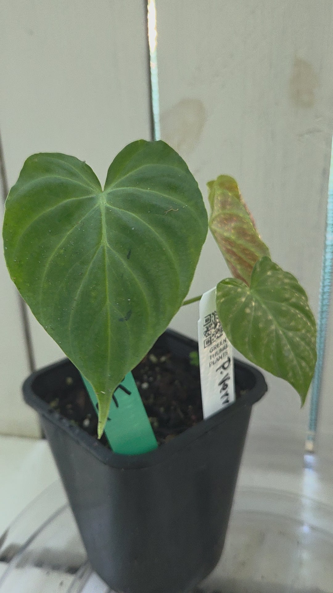 Philodendron Verracosum velvety leaf climbing aroid