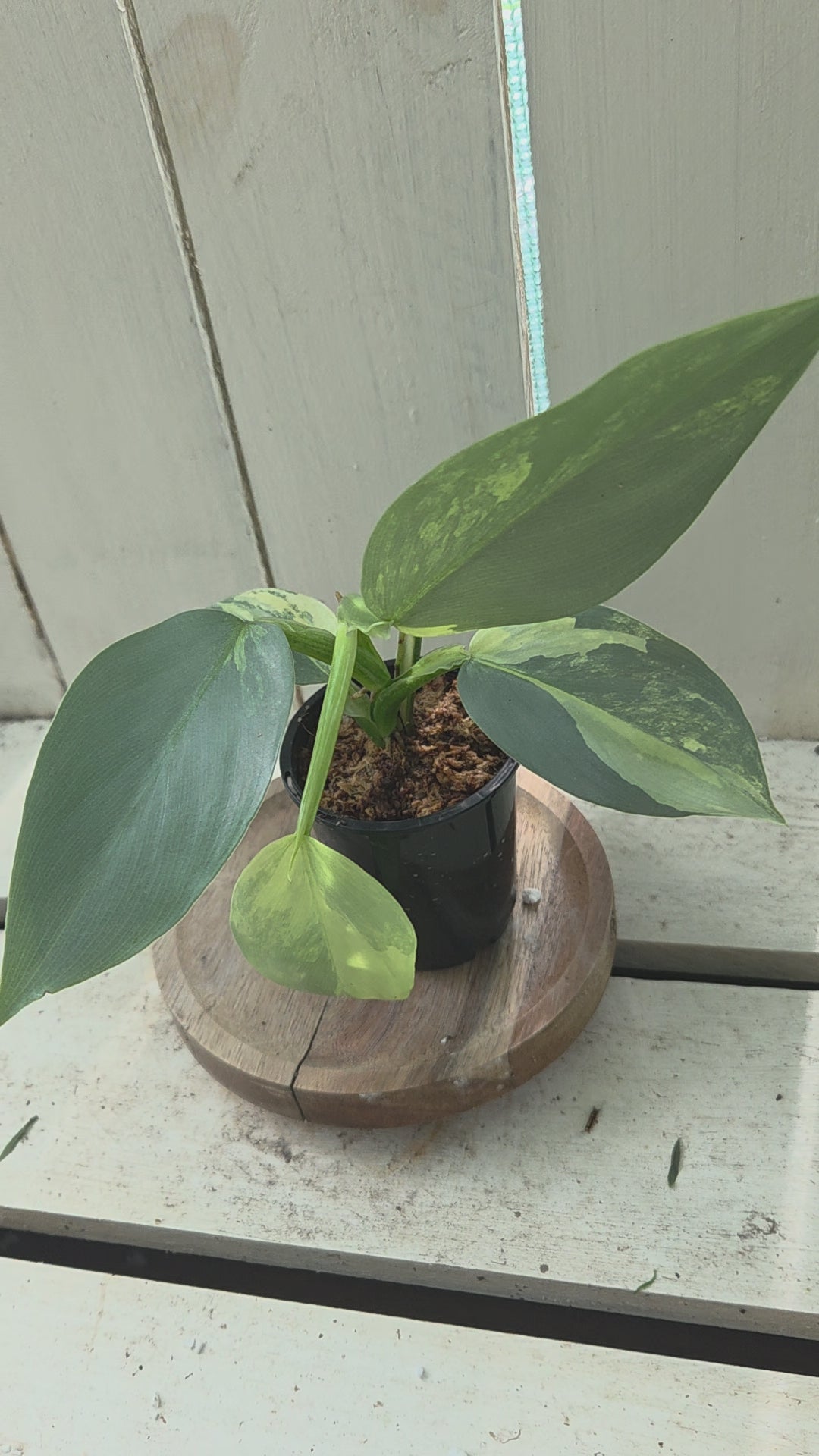 Variegated Philodendron Hastatum aka Silver Sword half moon rare indoor plant