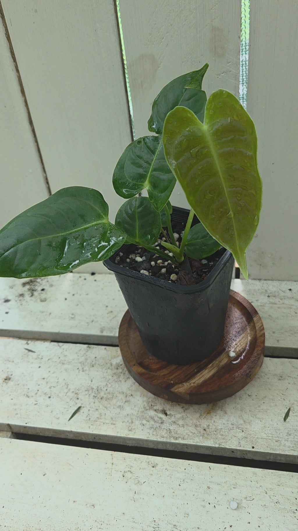 Anthurium Veitchii Narrow form small plants