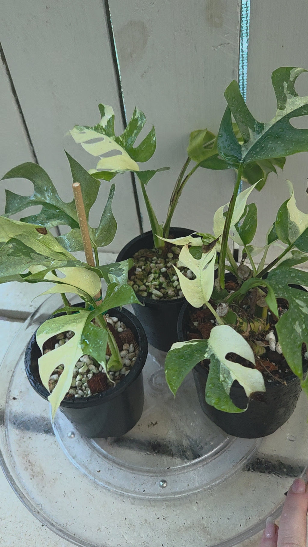 Rhaphidophora Tetrasperma Variegata aka Variegated Mini Monstera rare indoor plant