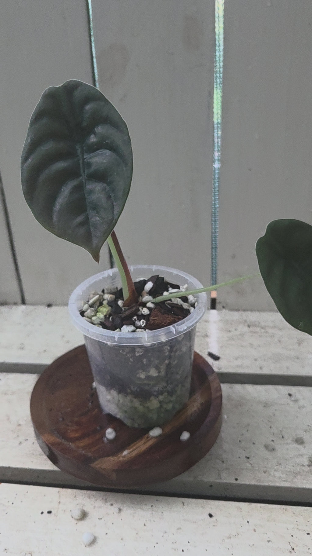 Alocasia Cuprea Red Secret