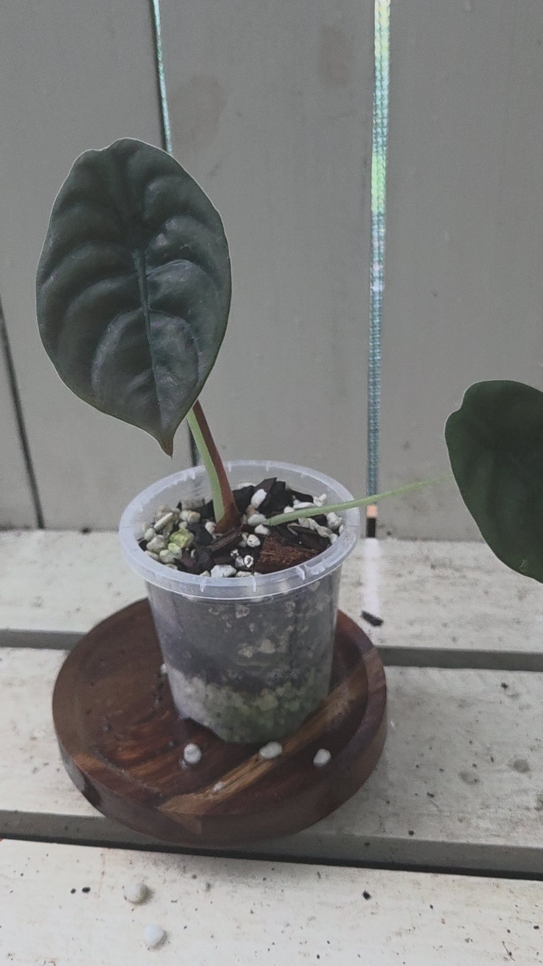 Alocasia Cuprea Red Secret
