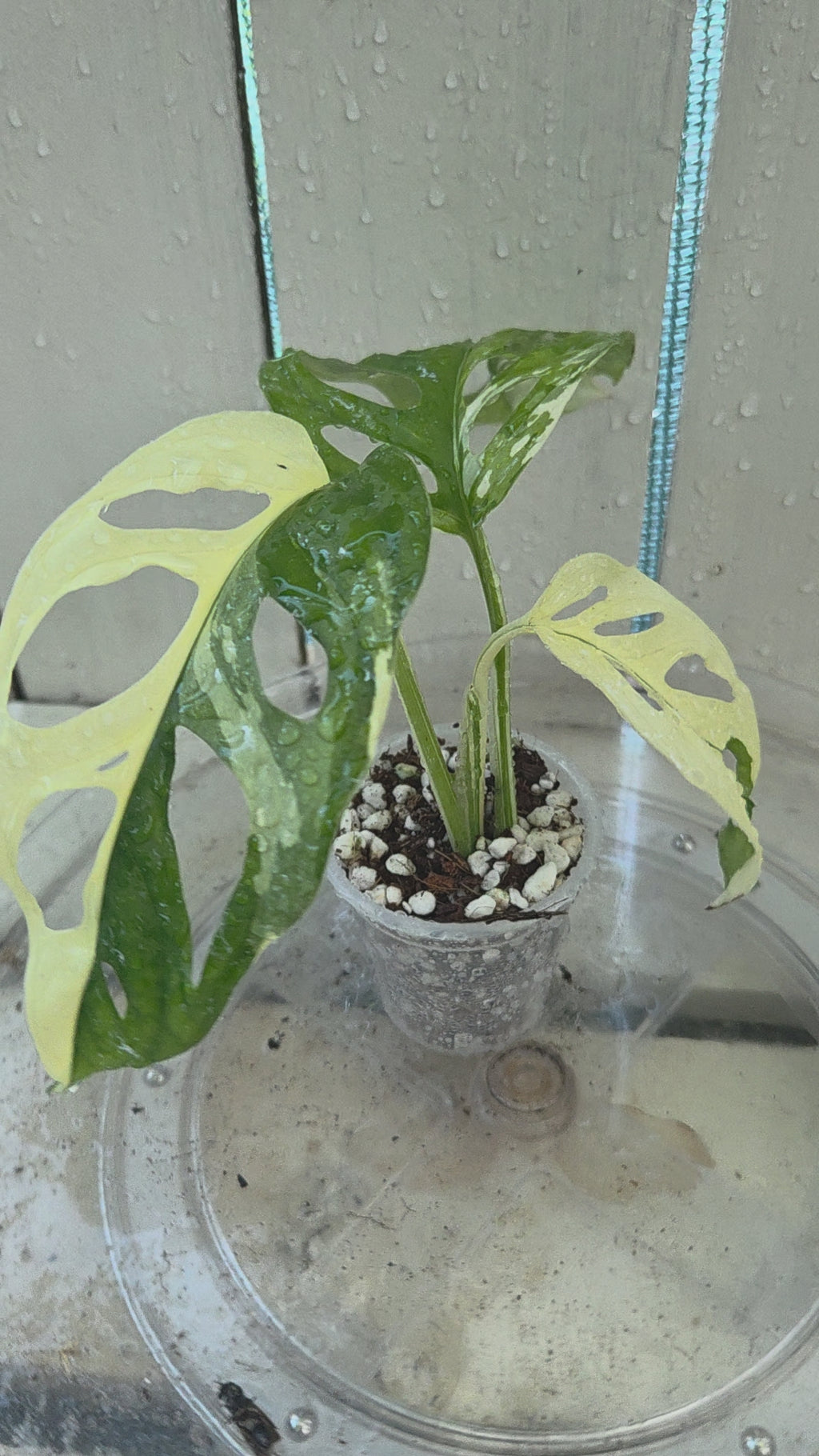Variegated Monstera Adansonii Baby Botanics