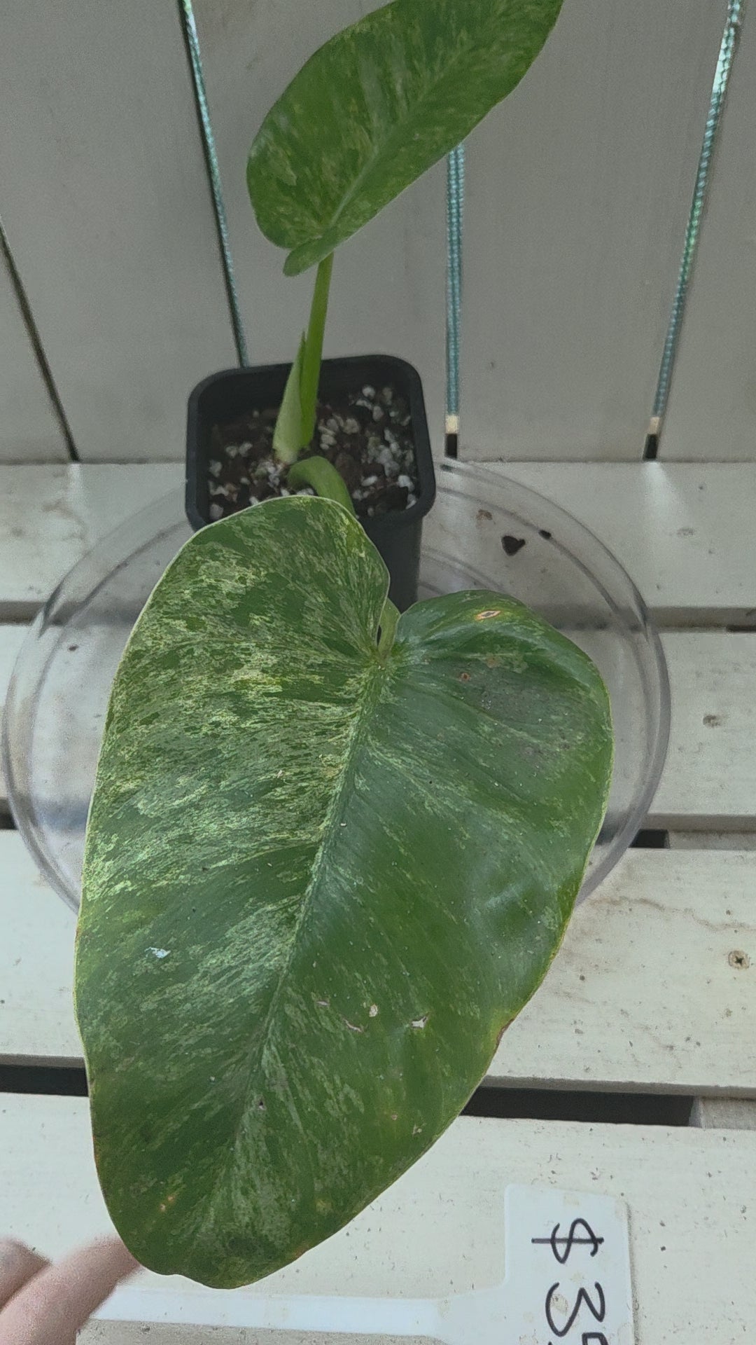 Philodendron blizzard giganteum Rare Variegated plant