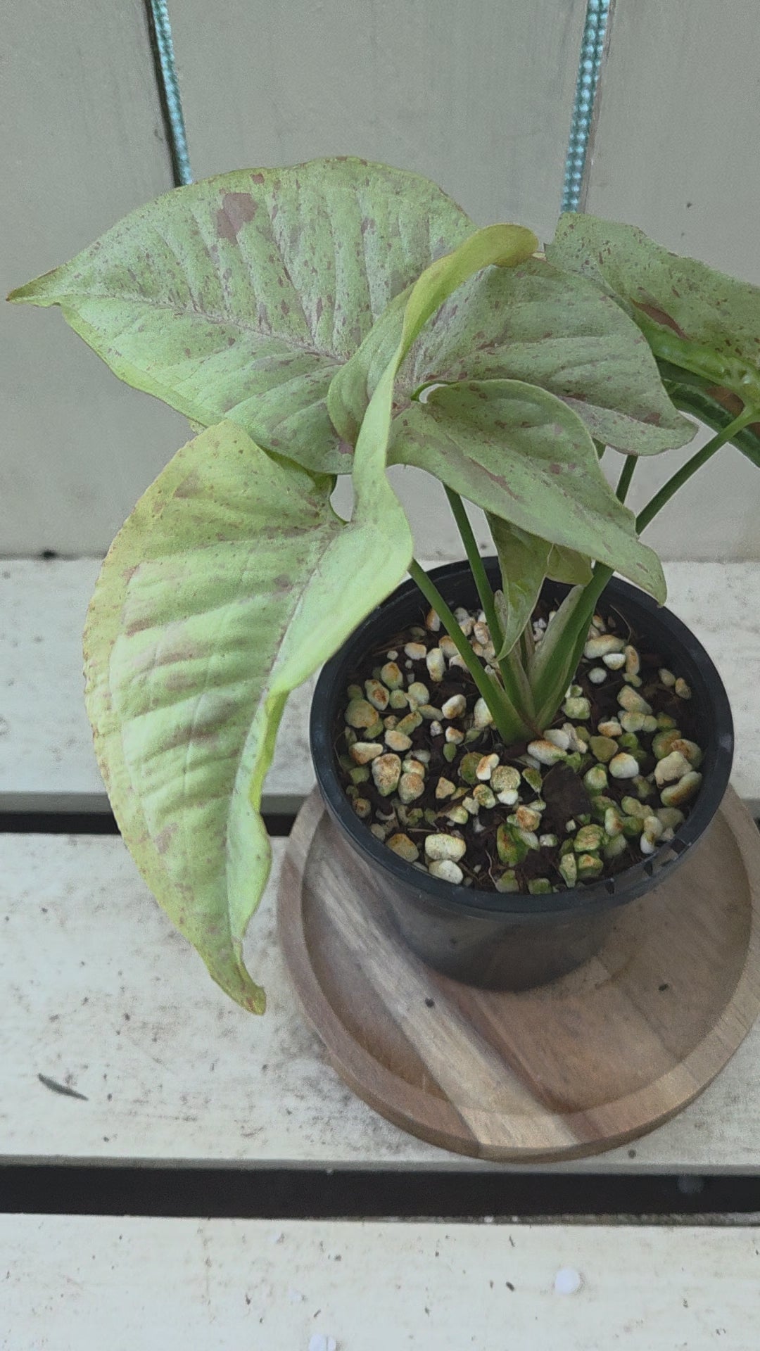 Syngonium Confetti 🎊 variegated indoor plant 90 mm pot