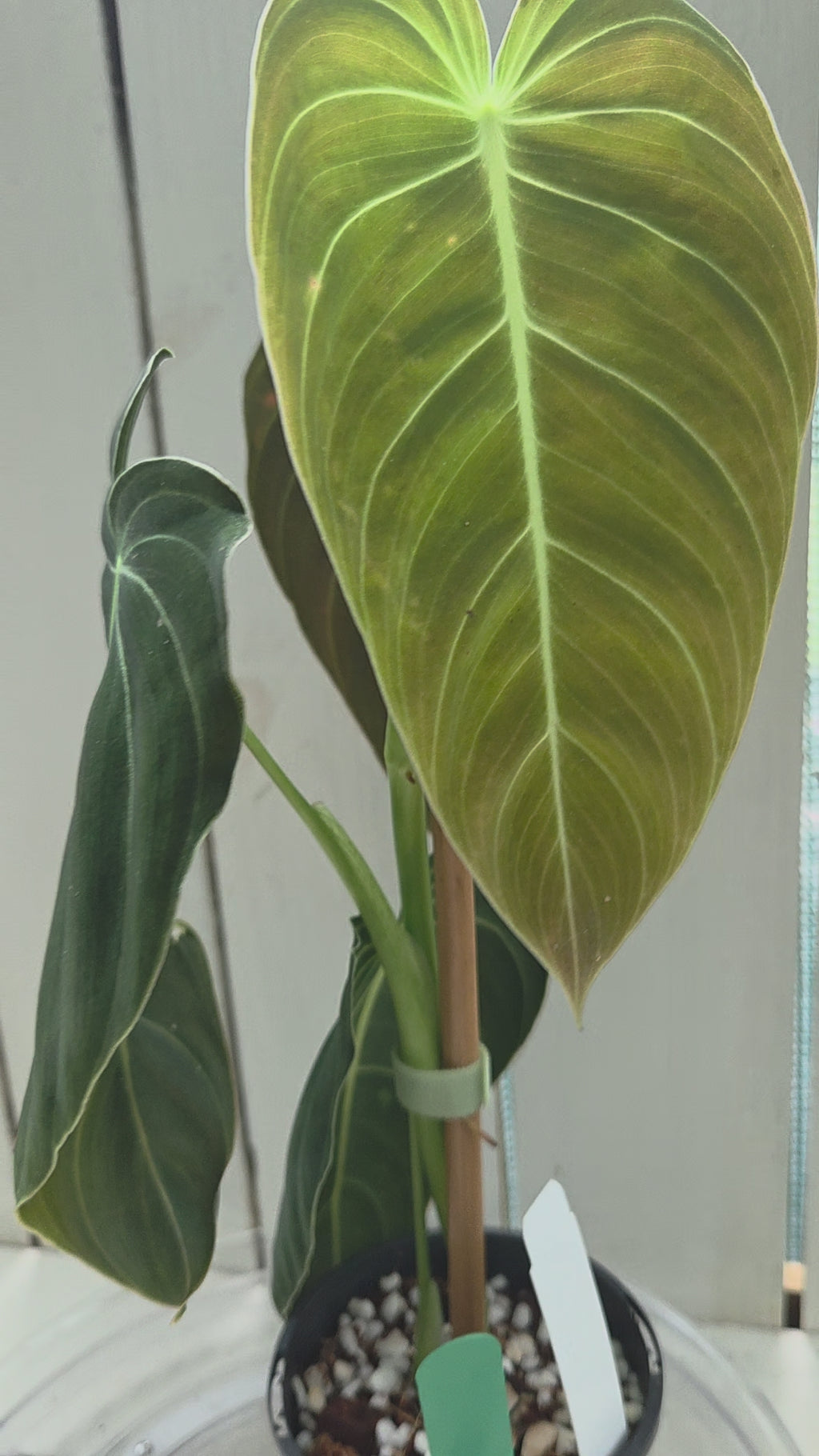 Philodendron Melanochrysum