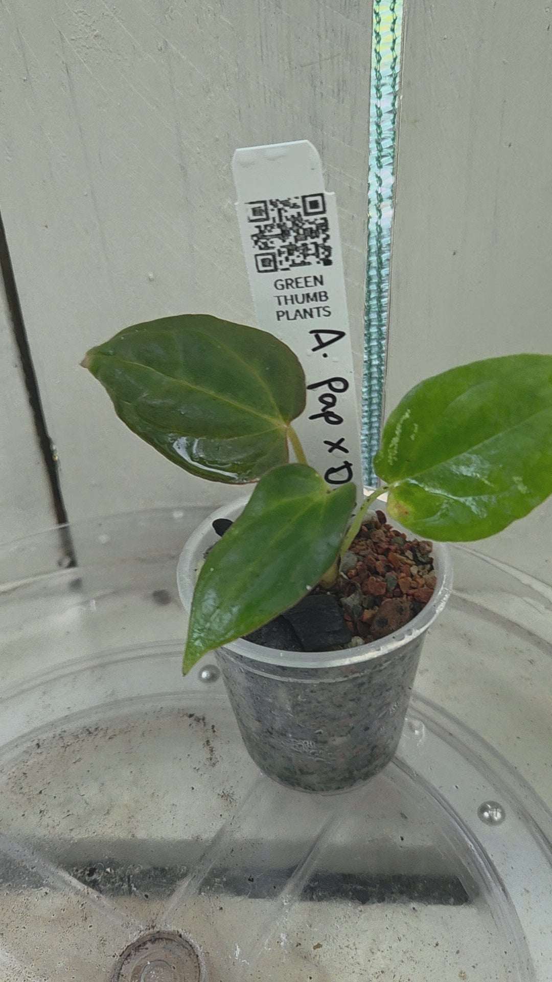 Anthurium Dressleri x Papillilaminum Baby Botanics
