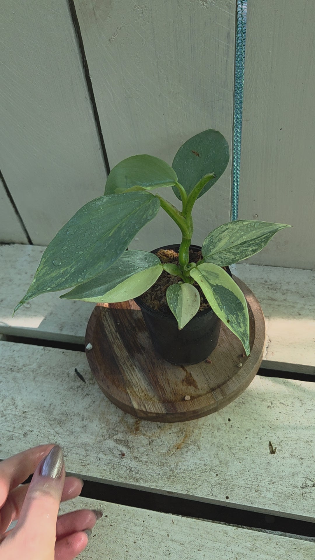 Variegated Philodendron Hastatum aka Silver Sword half moon rare indoor plant