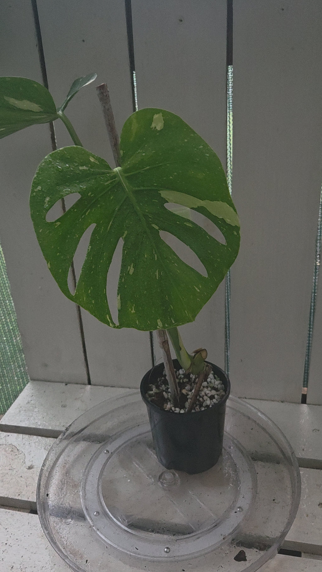 Monstera Thai Constellation