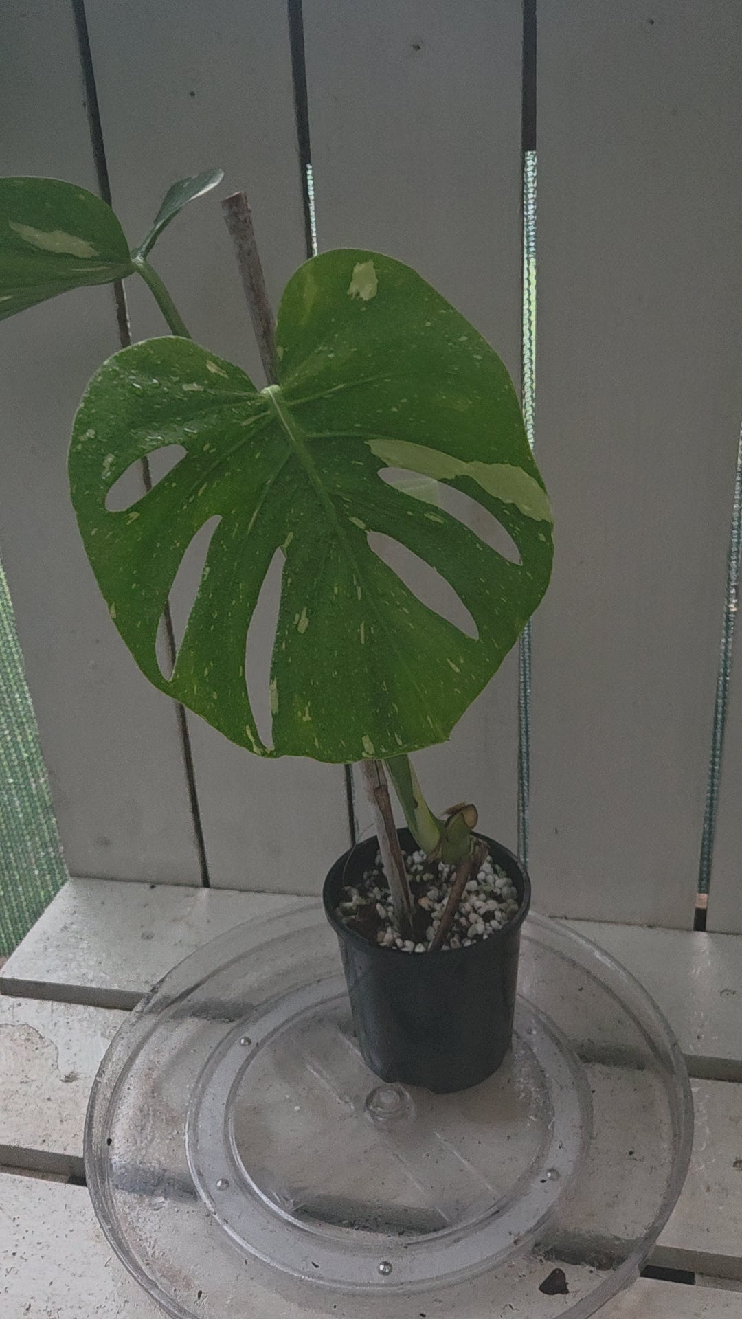 Monstera Thai Constellation