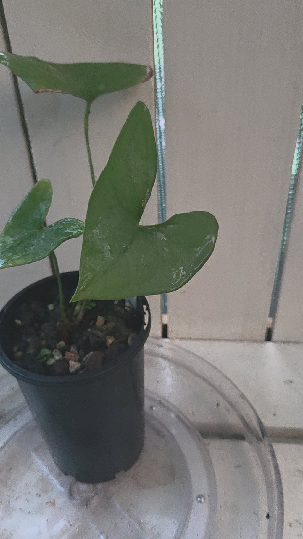 Anthurium Berriozabalense hard to come by unique collectors plant NON TC