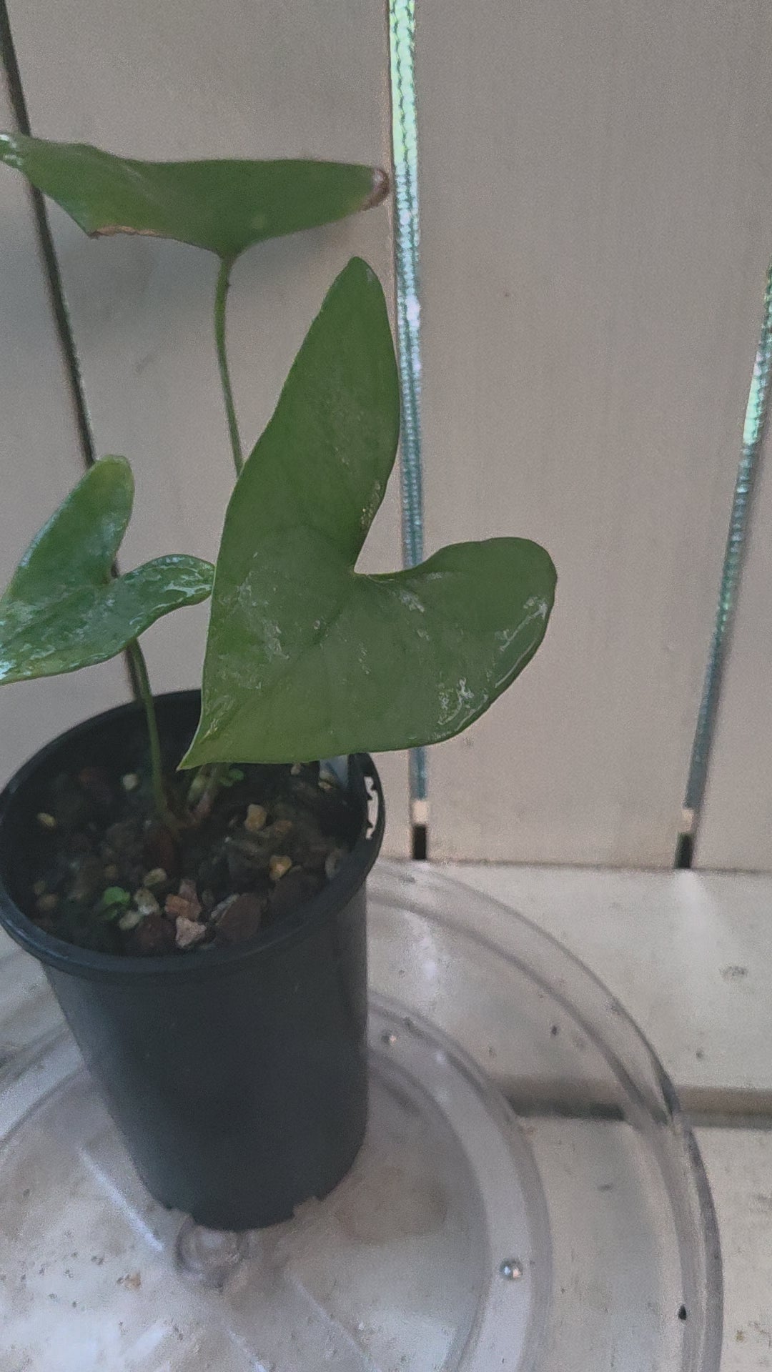 Anthurium Berriozabalense hard to come by unique collectors plant NON TC