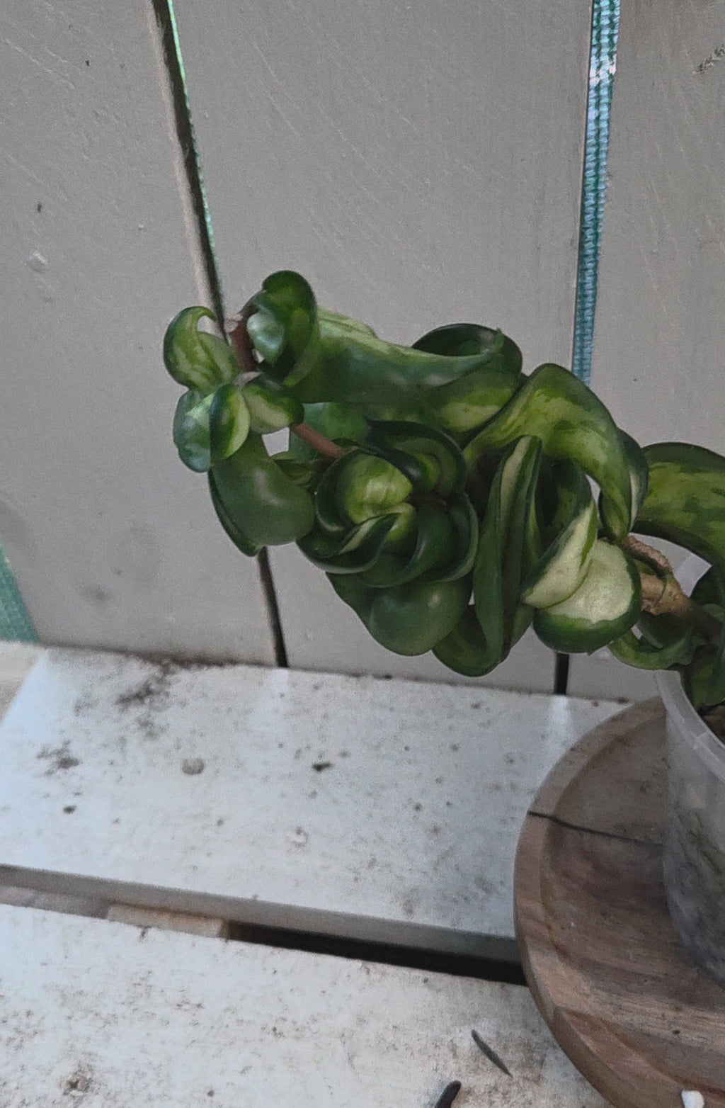 Hoya compacta inside variegation aka Indian Rope Variegata RARE