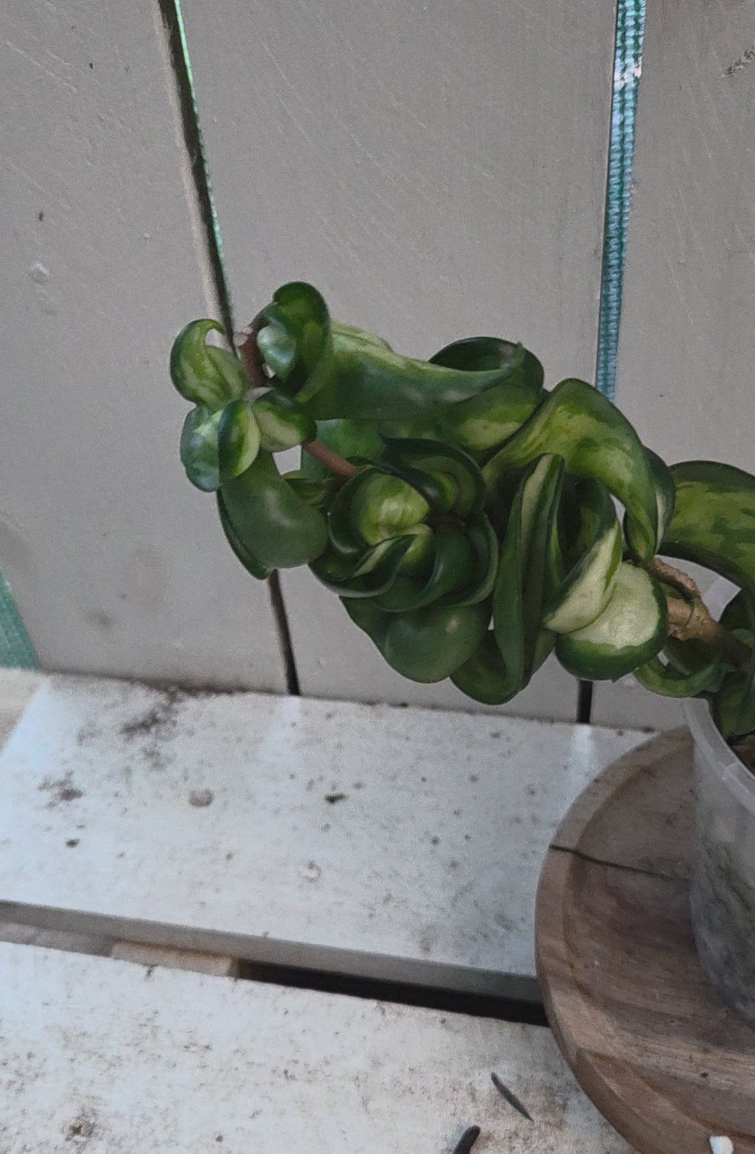 Hoya compacta inside variegation aka Indian Rope Variegata RARE