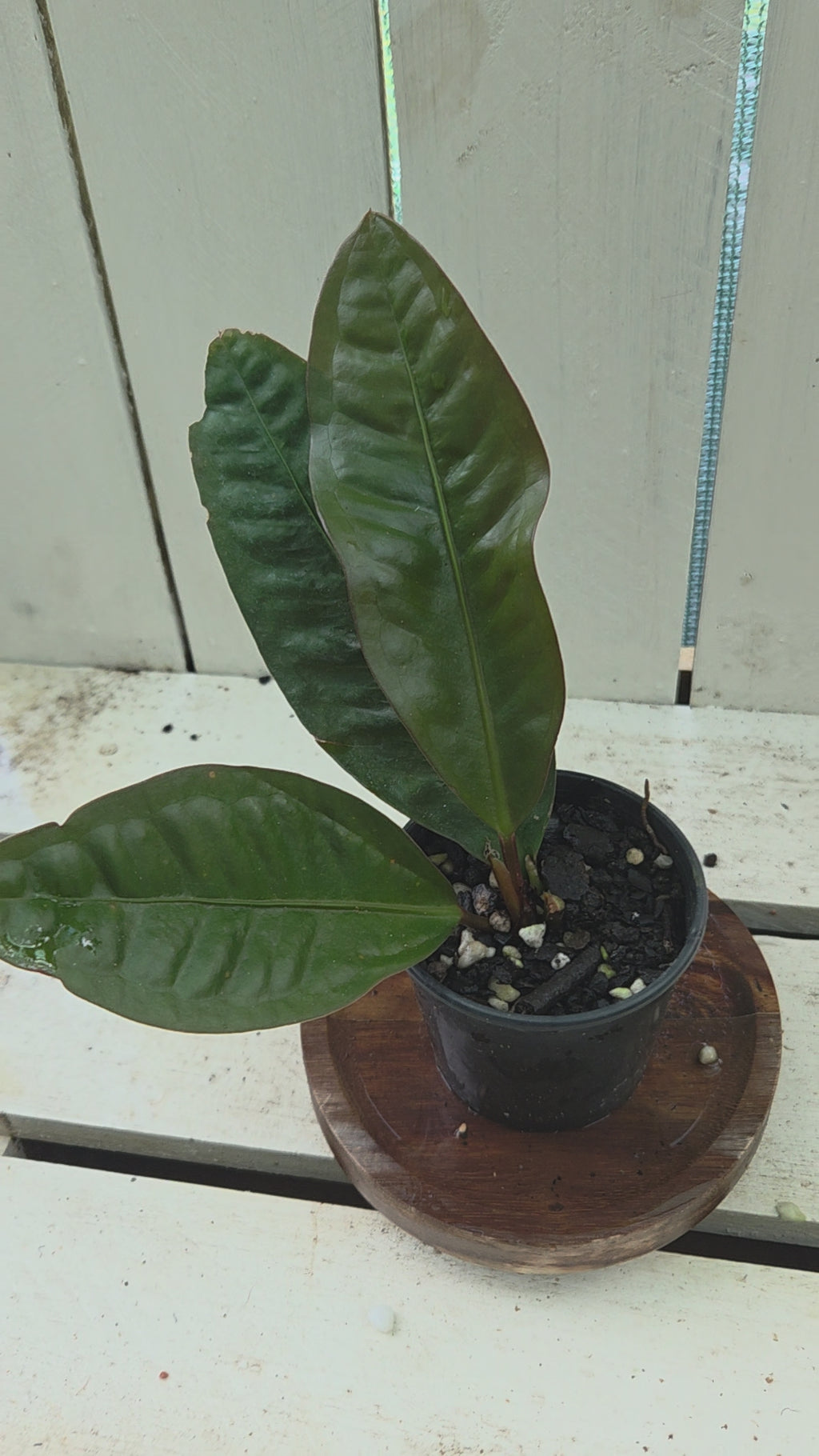 Anthurium Superbum