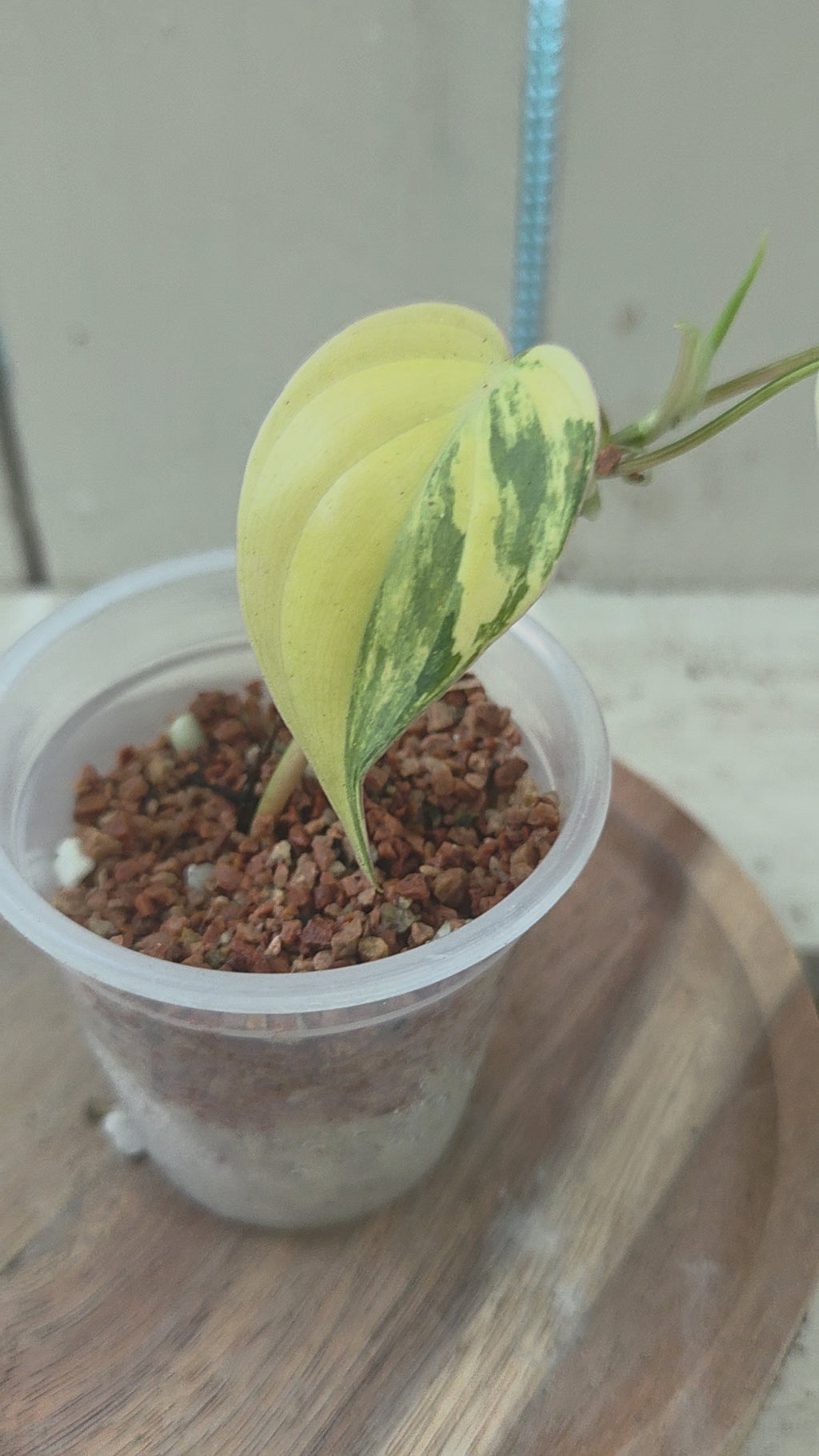 Philodendron hederaceum var. hederaceum aka Variegated Micans Rare indoor plant