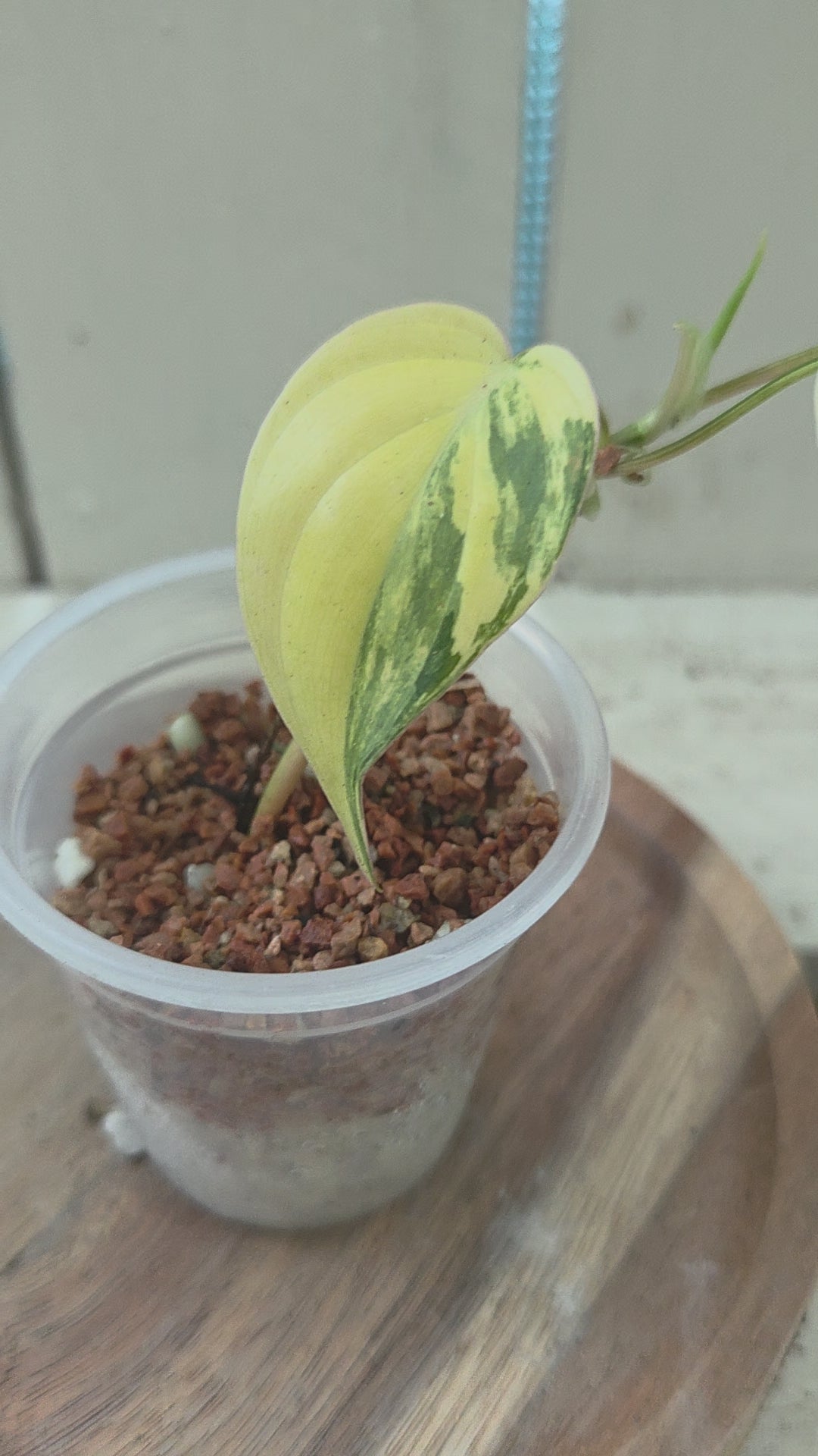 Philodendron hederaceum var. hederaceum aka Variegated Micans Rare indoor plant