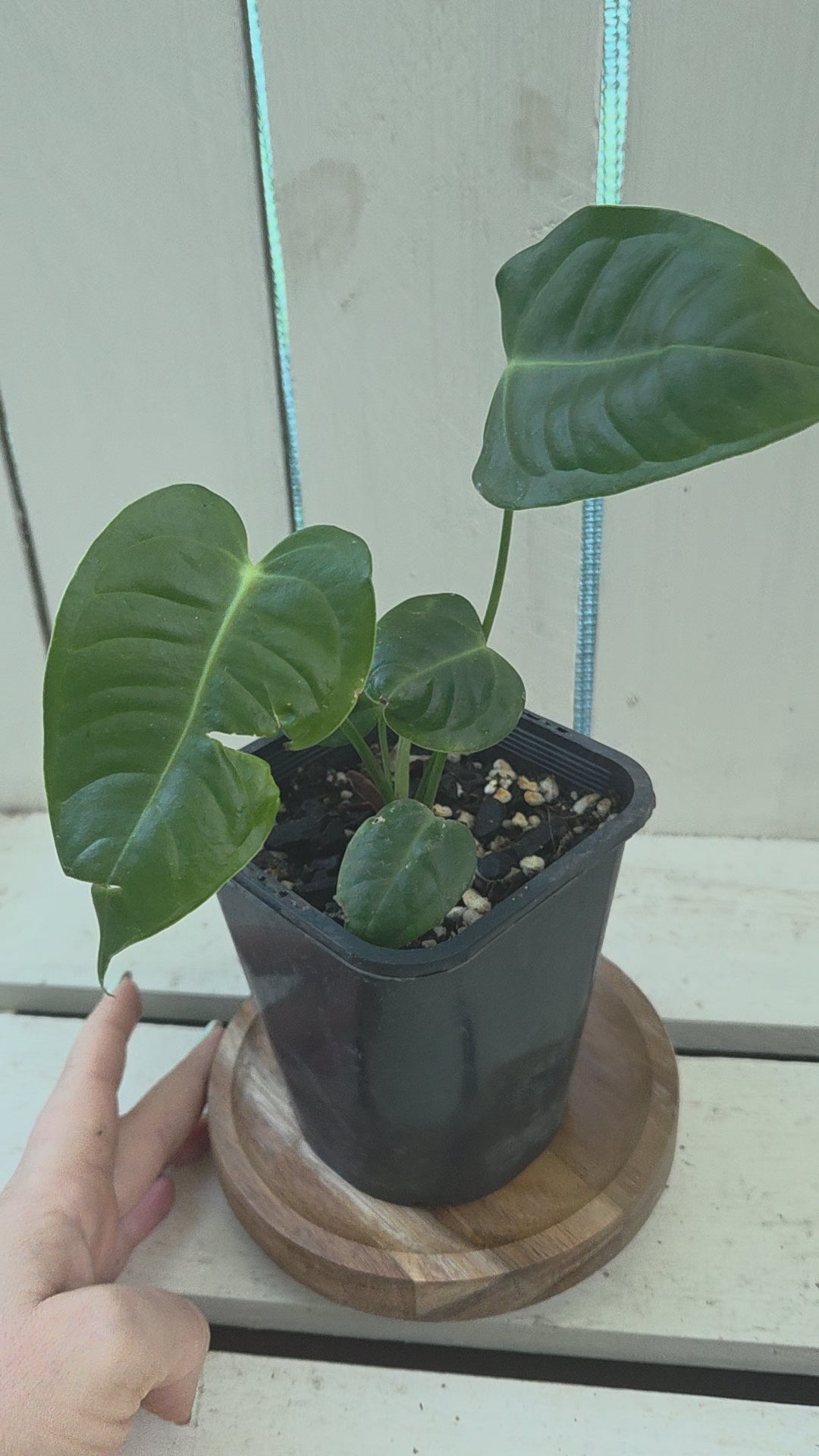 Anthurium Veitchii Narrow form small plants