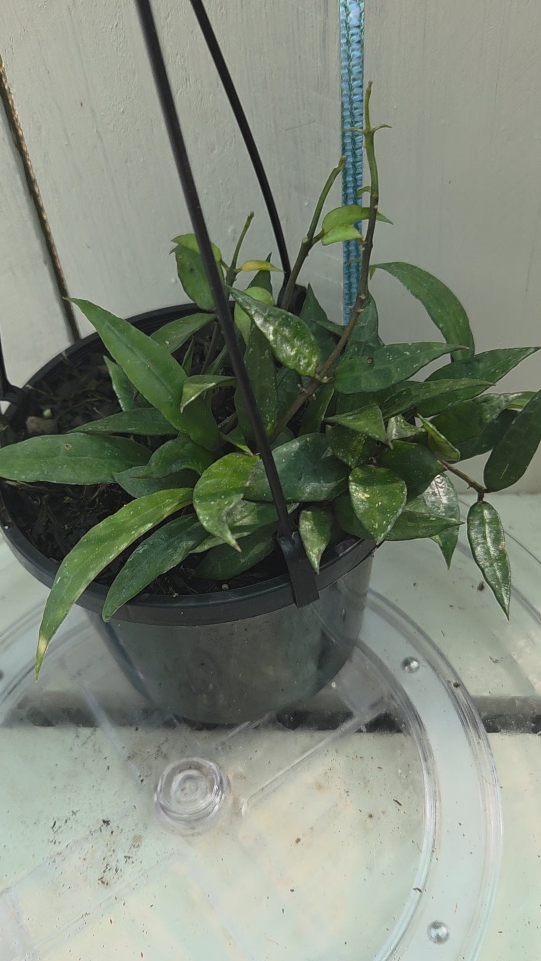 Hoya Lacunosa