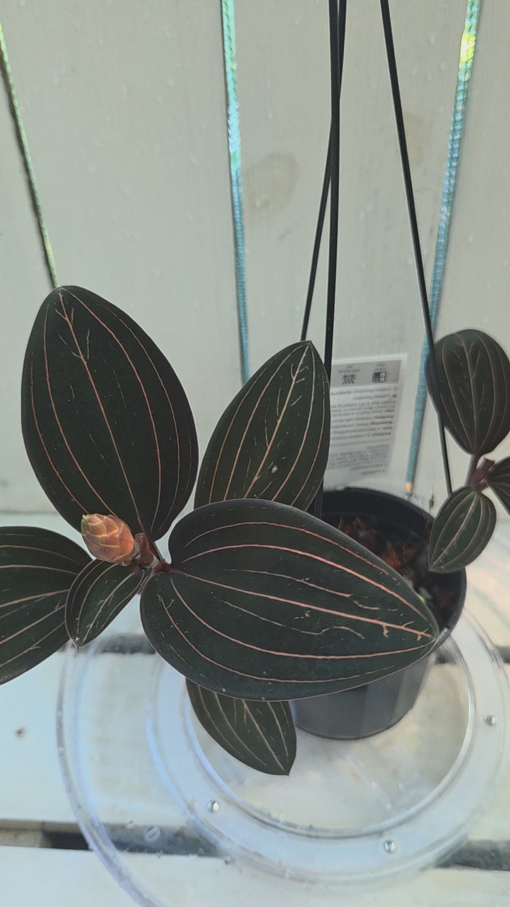 Ludisia discolor jewel orchid great for terrariums