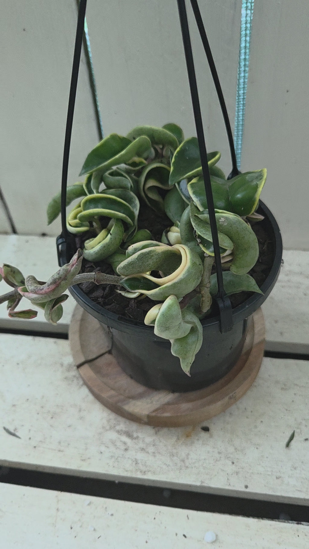 Hoya compacta outside variegation aka Indian Rope Variegata