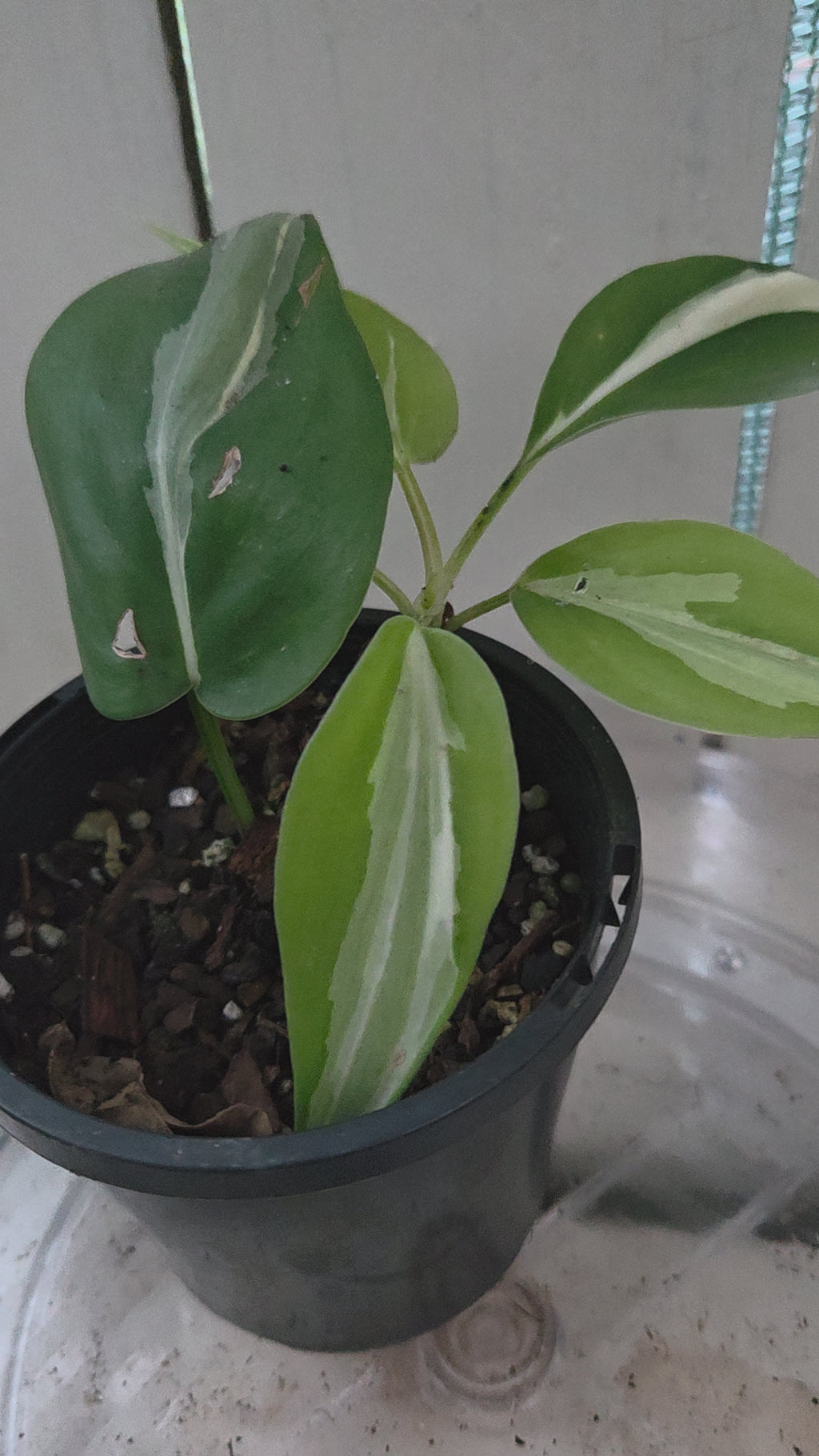 Philodendron Rio
