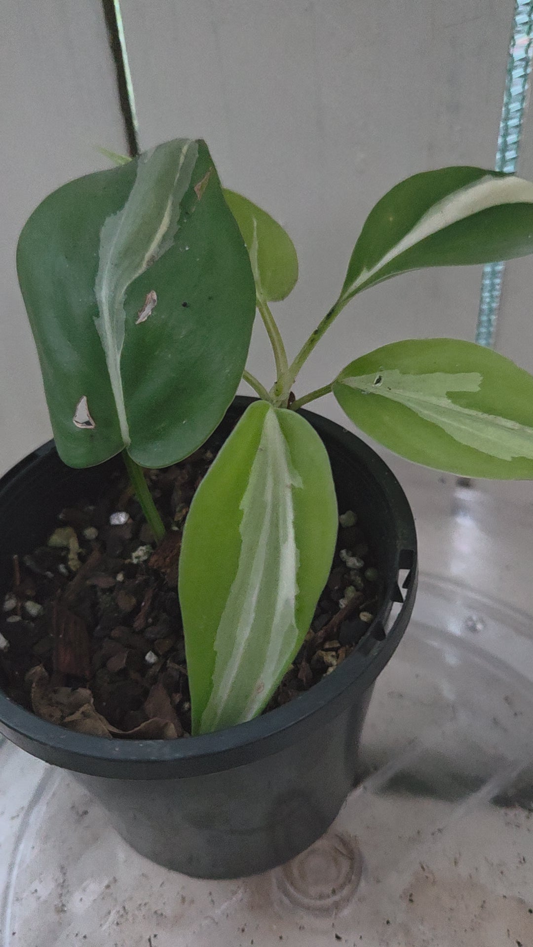 Philodendron Rio
