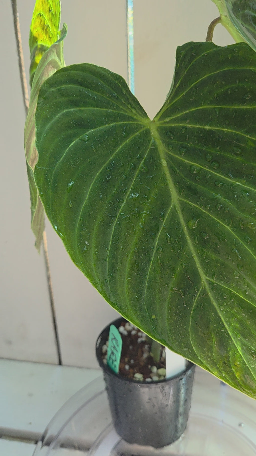 Philodendron Splendid