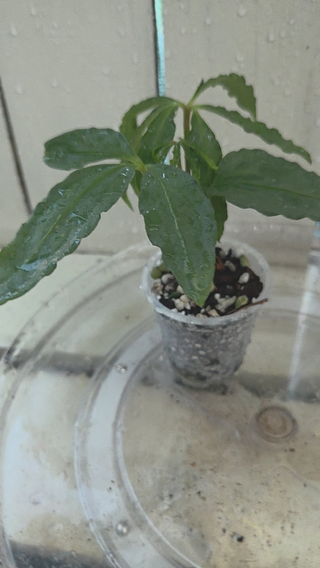 Anthurium Polyschistum unusual foliage Baby Botanics