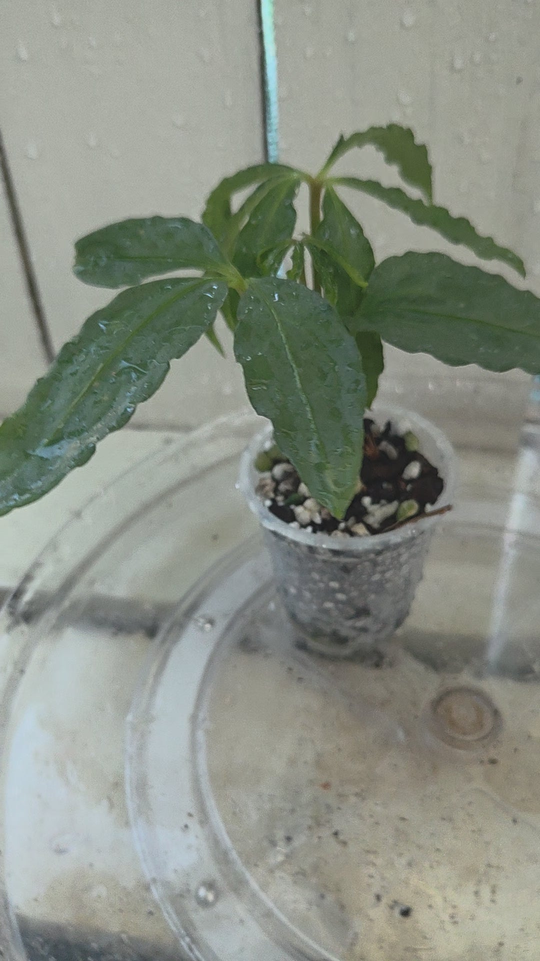Anthurium Polyschistum unusual foliage Baby Botanics