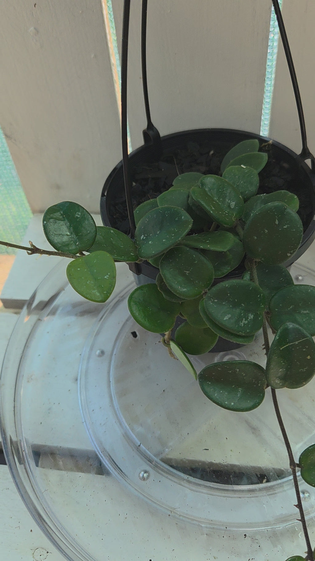 Hoya Mathilde 'Splash'