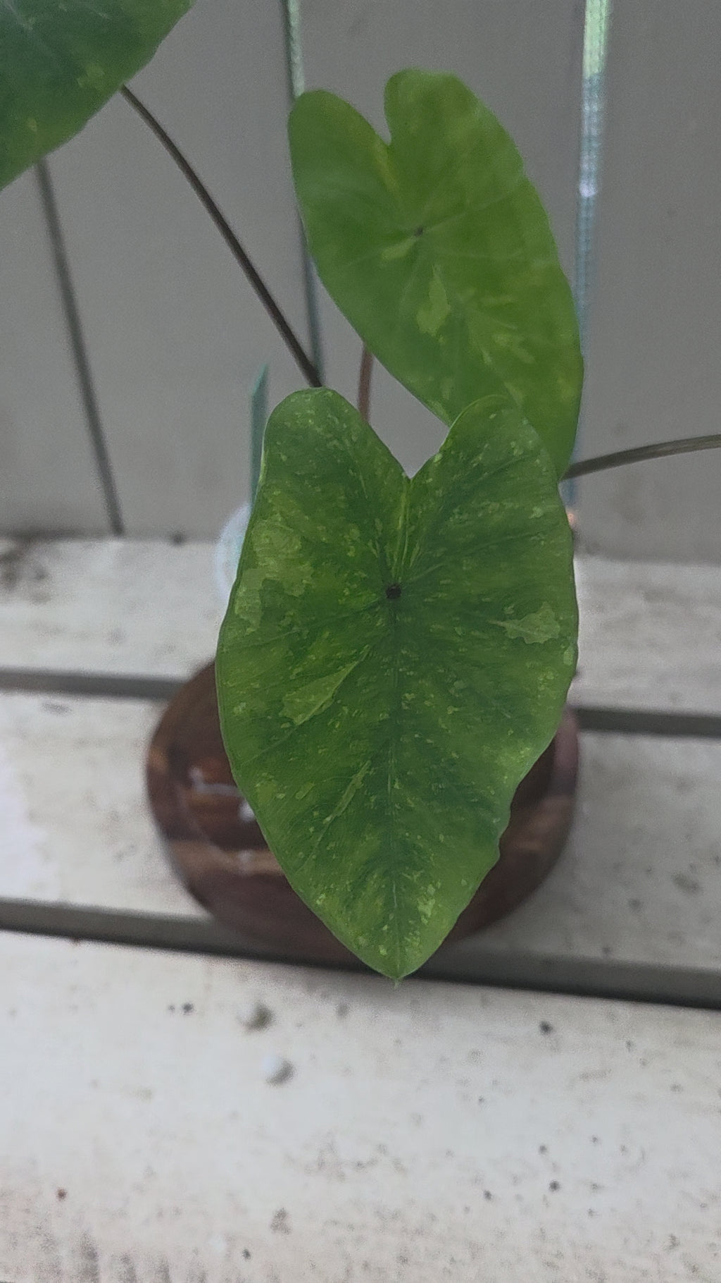 Colocasia limeaide indoor shade plant