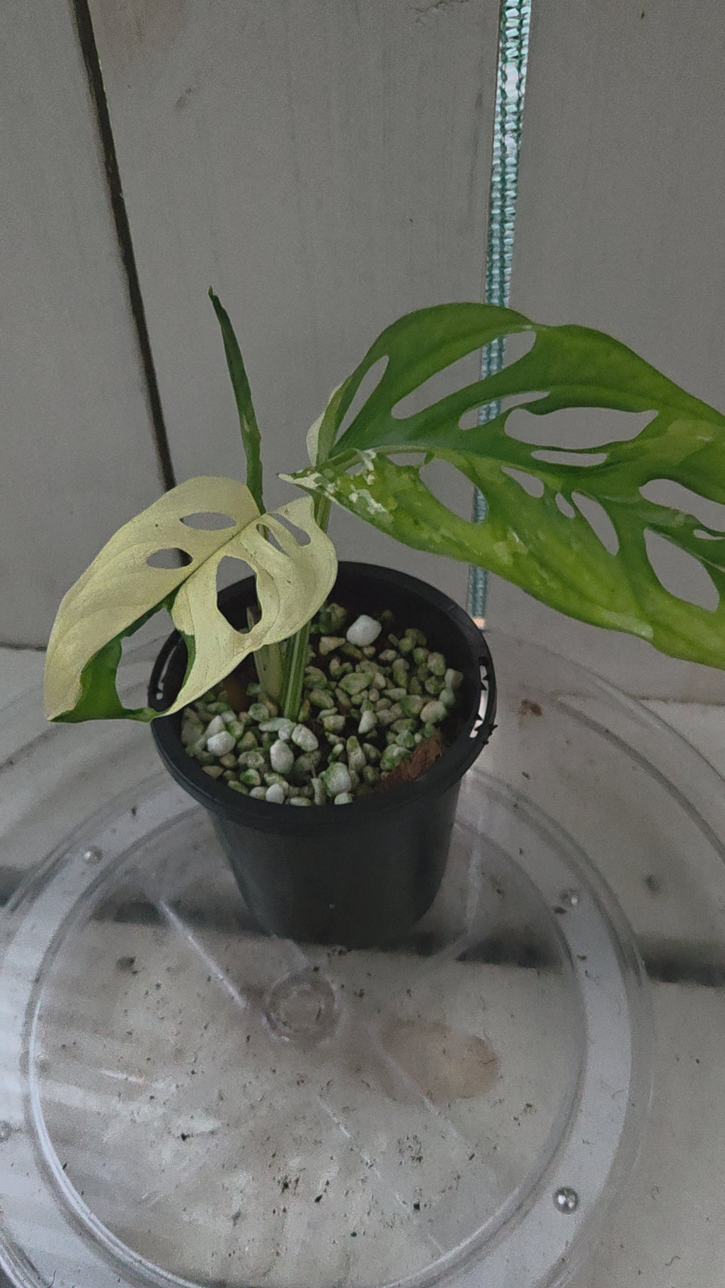 Variegated Monstera Adansonii