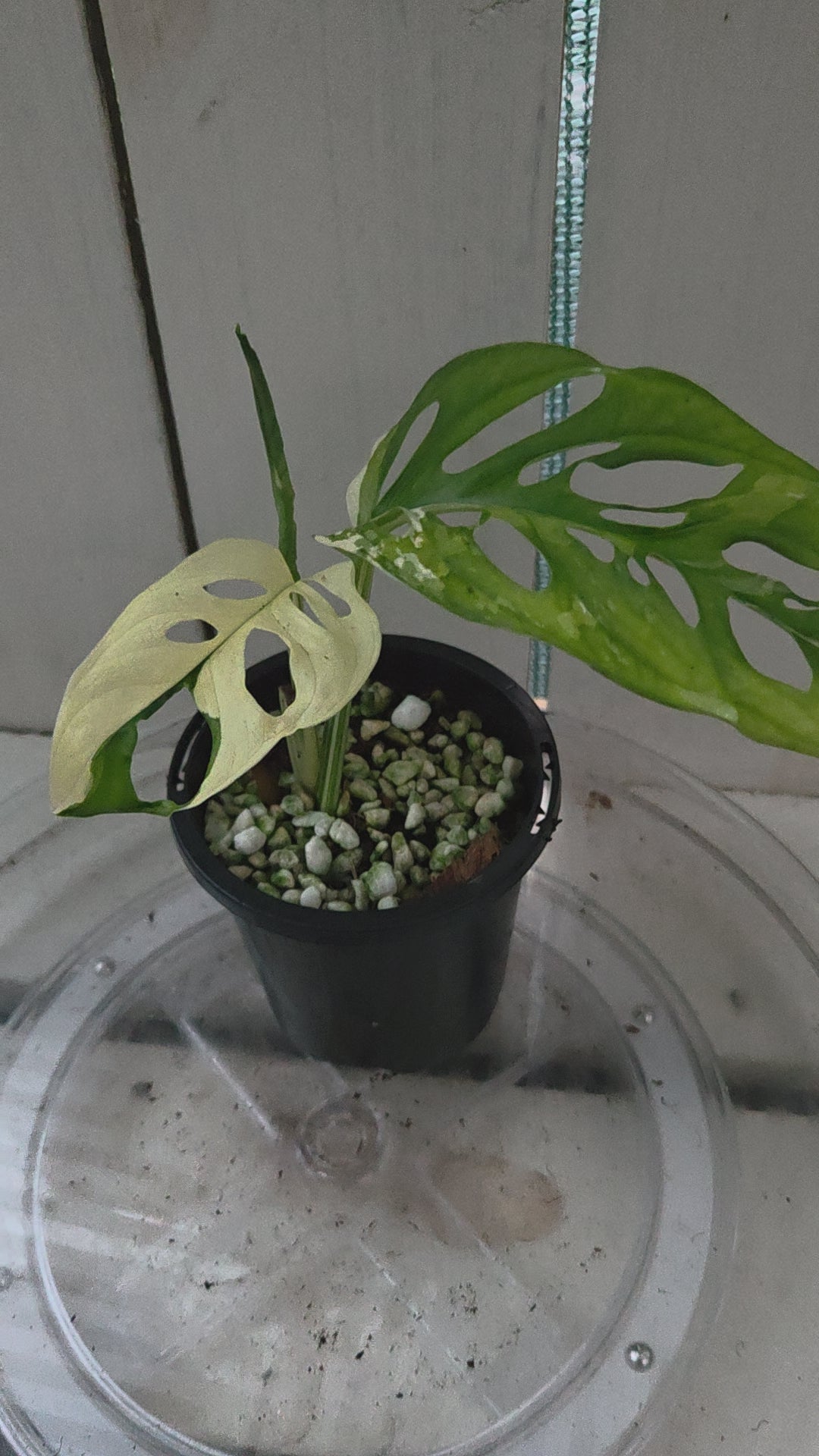Variegated Monstera Adansonii