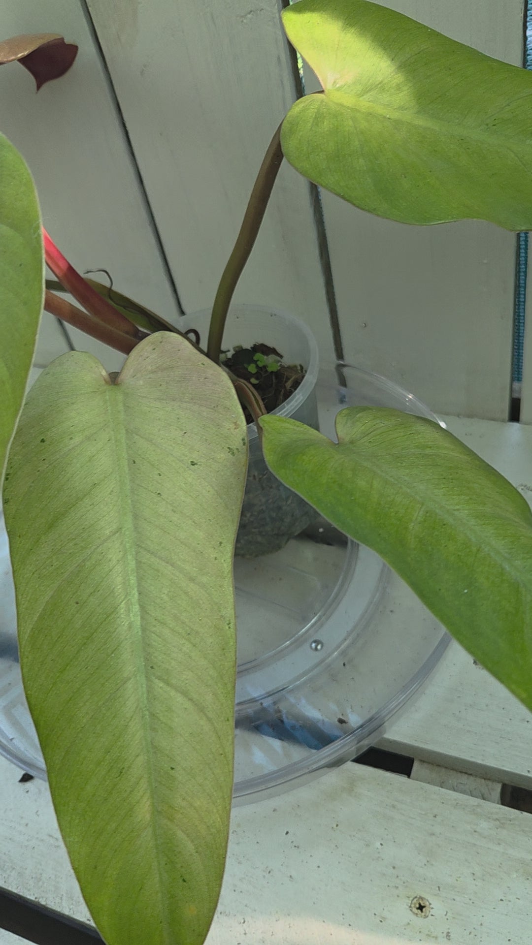 Philodendron Whipple Way